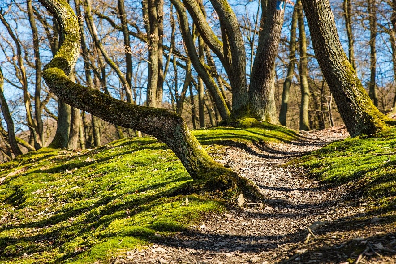 Top 7 Hikes in the Ozarks with Breathtaking Views