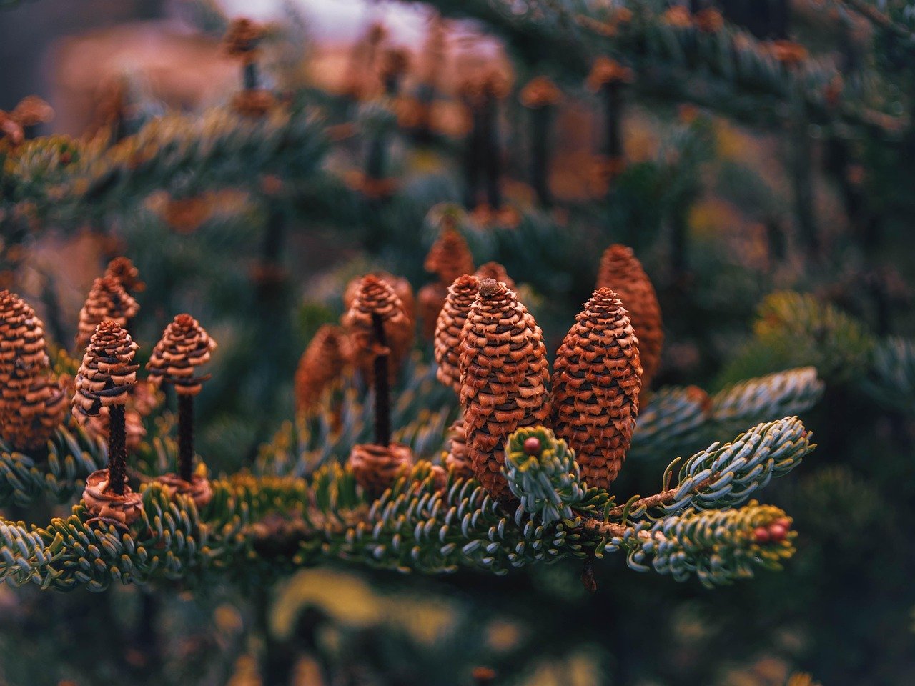 What to Pack for an Arkansas Adventure (By Season)